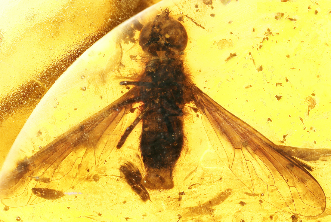 A fossil bee fly, beautifully preserved in amber.Picture