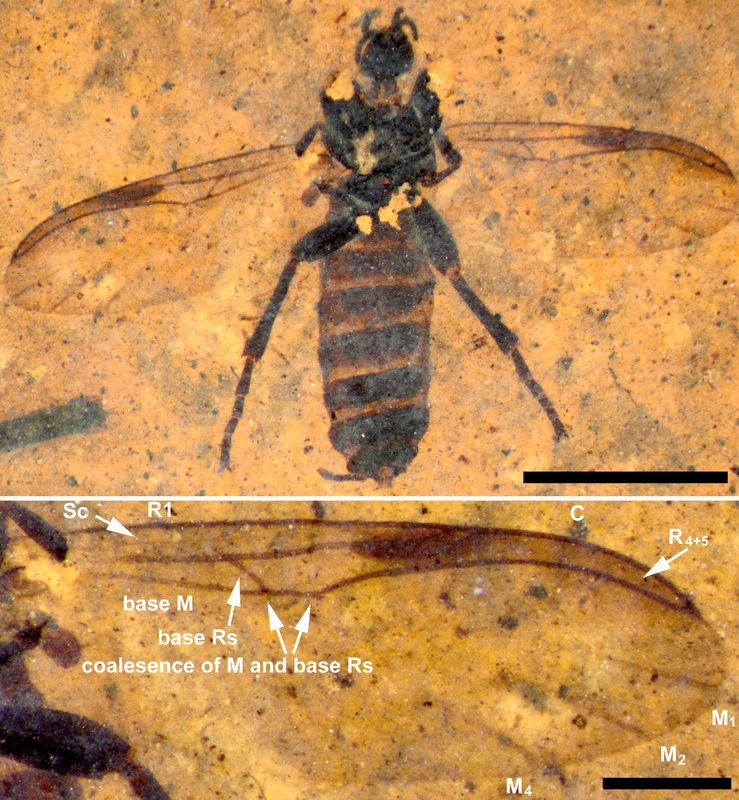 The wing venation of this fossil fly is unusual relative to other genera in the family Bibionidae.Picture