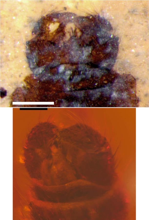 The genitalia of two similar fossil species, one in shale and one in amber.Picture