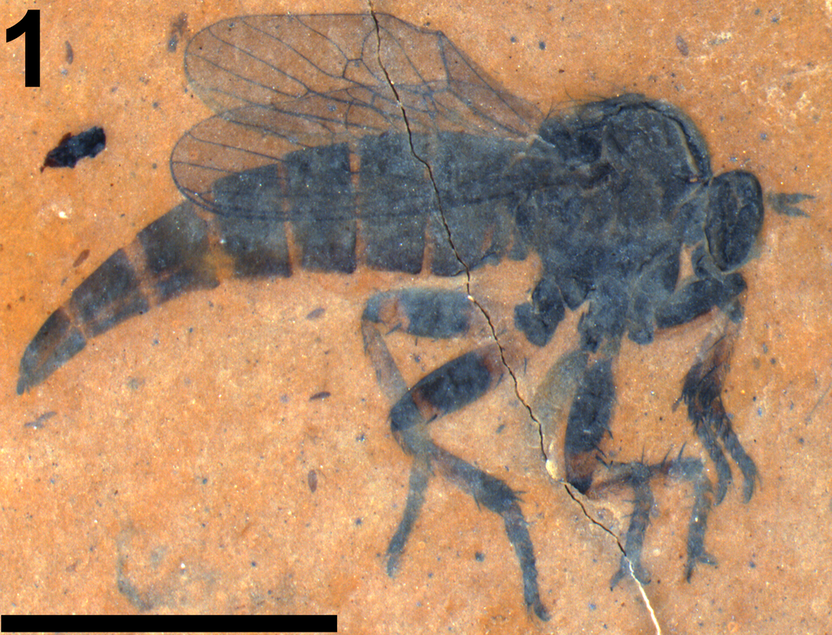 A photograph of this fossil robber fly hangs in the museum's library.Picture