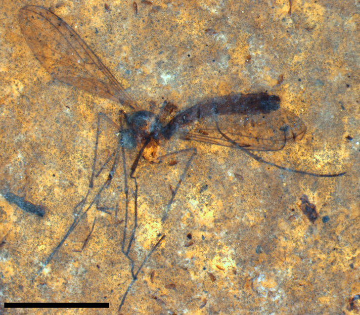 The fossil fly Bolitohilia warreni.Picture