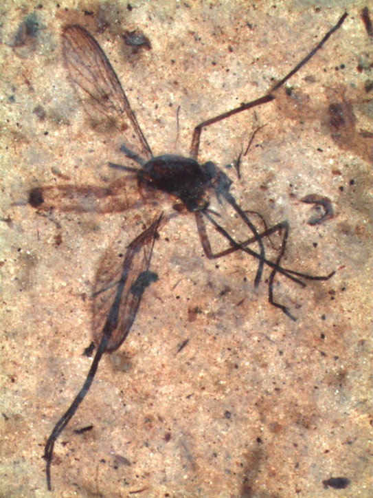 Note the very long proboscis of this fossil mosquito.Picture