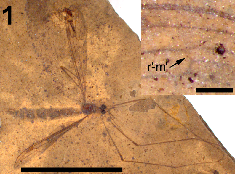 This fossil cranefly is in the family Cylindrotomidae.Picture