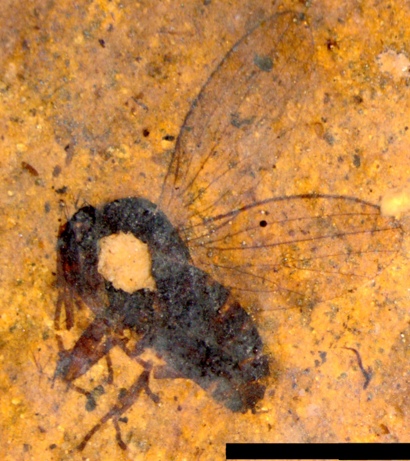 Despite the loss of a large portion of this fossil fly's thorax, it was easily identified to its genus.Picture