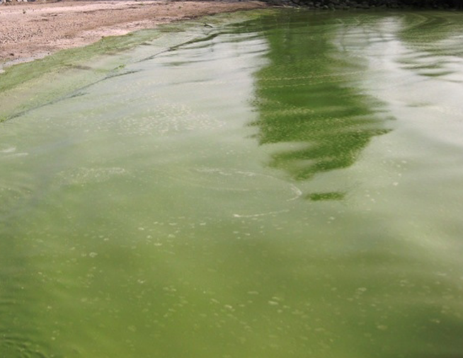 The surface of a lake covered by a green cyanobacterial mat.pictureelement_settings.Image_30621876.default