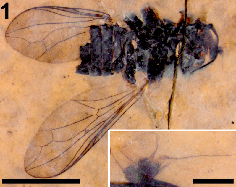 The head of this fossil fly is as wide as its body.Picture