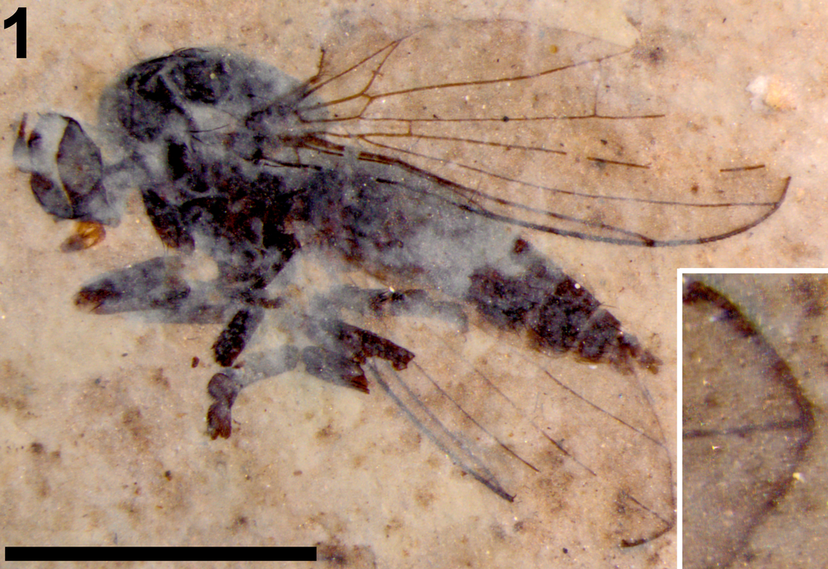 The mouthparts of this fossil fly have been preserved.Picture