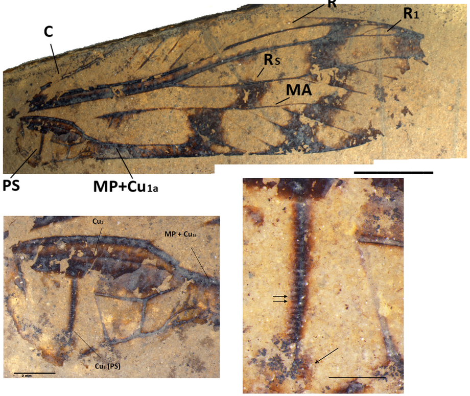 This is the largest fossil insect in the Kishenehn Formation collection.Picture
