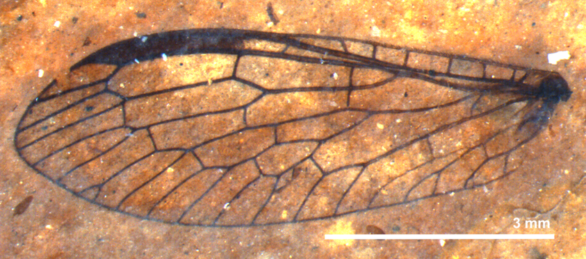 P. borealis consisted of a front wing; this specimen is a hind wing - might the two be from the same species?Picture
