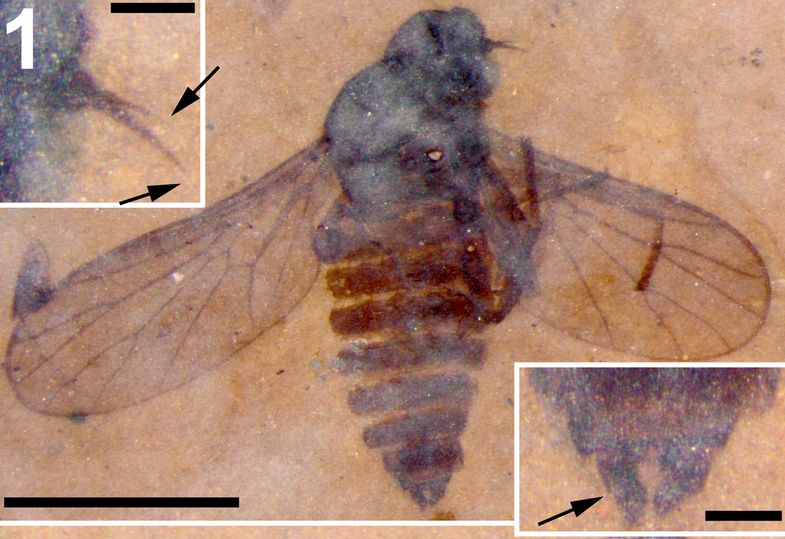 The genitalia of this fossil fly, important in its classification, are beautifully preserved.Picture