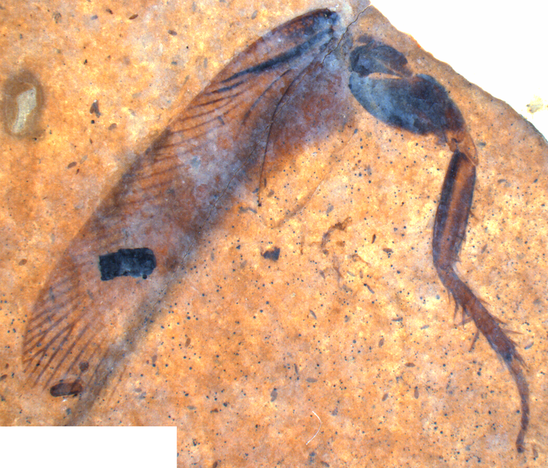 The wing venation pattern of this fossil cockroach was all that was required for its identification.Picture