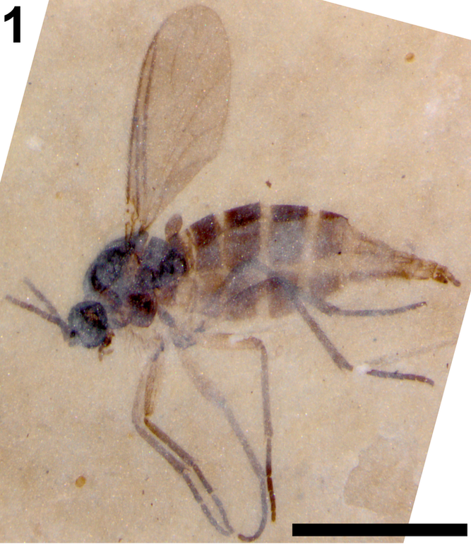 The mouthparts of this fossil fly are beautifully preserved.Picture