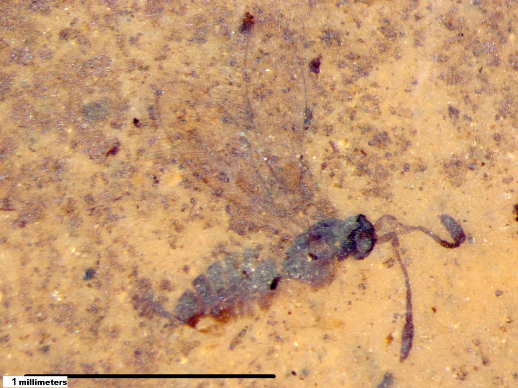 The fossil insects of the Kishenehn Formation are usually  very small. This wasp is less than a millimeter in length.Picture