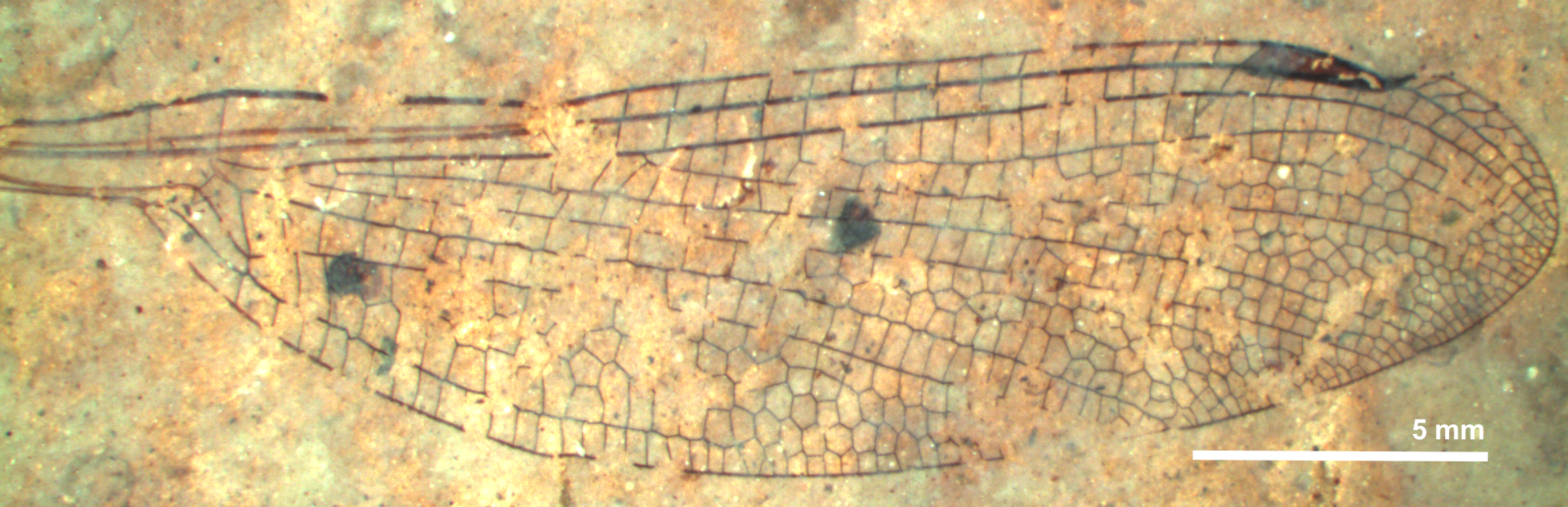Fossil damselflies exist in the Kishenehn Formation only as isolated wings.Picture