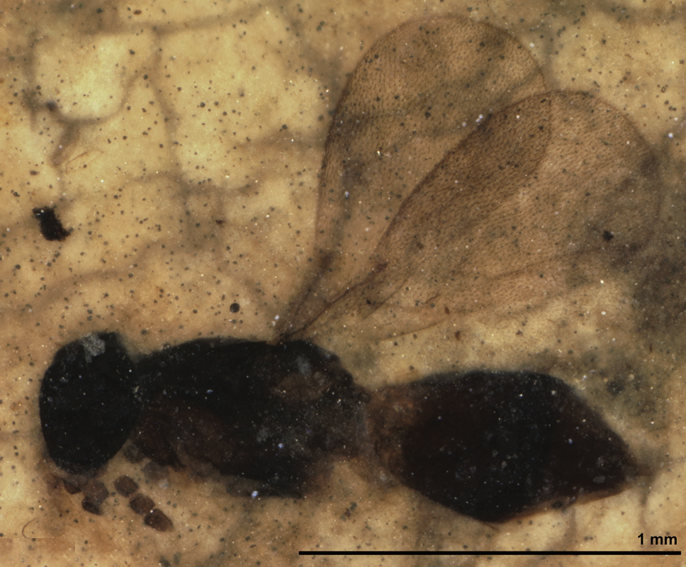 This fossil wasp was identified to a genus but not given a species name.Picture