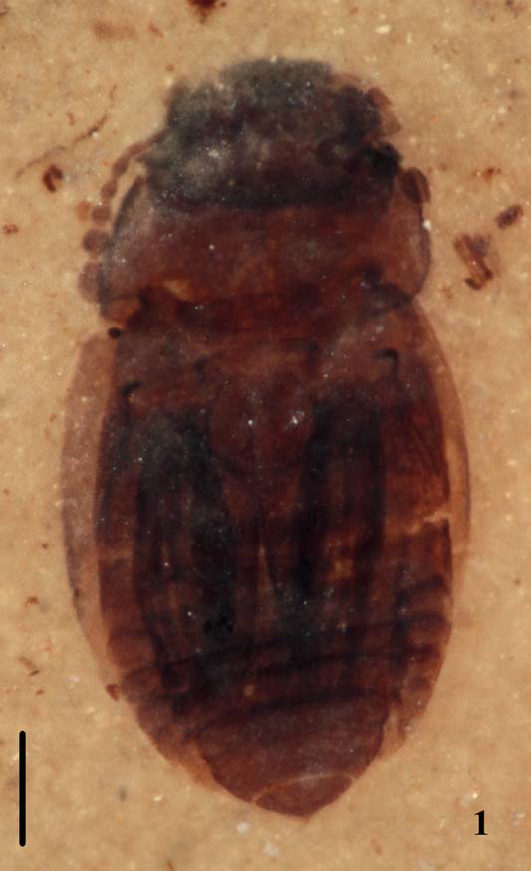 This fossil beetle is  a member of the family Ptiliidae, the smallest species of which are less than a third of a millimeter in length.Picture