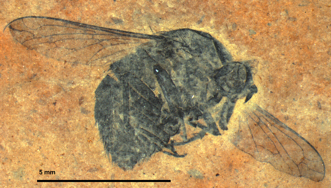 An anamalous fossil fly from the Eocene.Picture