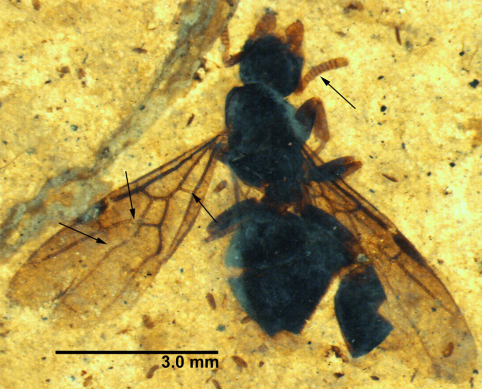 This fossil ant is a reproductive - only mating-capable males and females have wings.Picture
