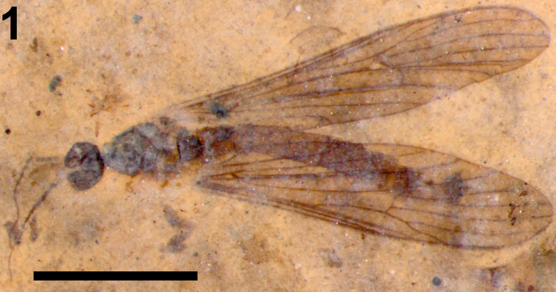 A fossil crane fly in the family Limoniidae.Picture