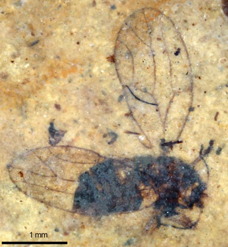 The wing venation patterns of fossil insects may be the paleoentomologist's most important tool.Picture