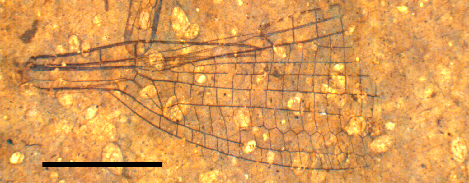 The shiny objects that surround this specimen are fossil ostracods.Picture