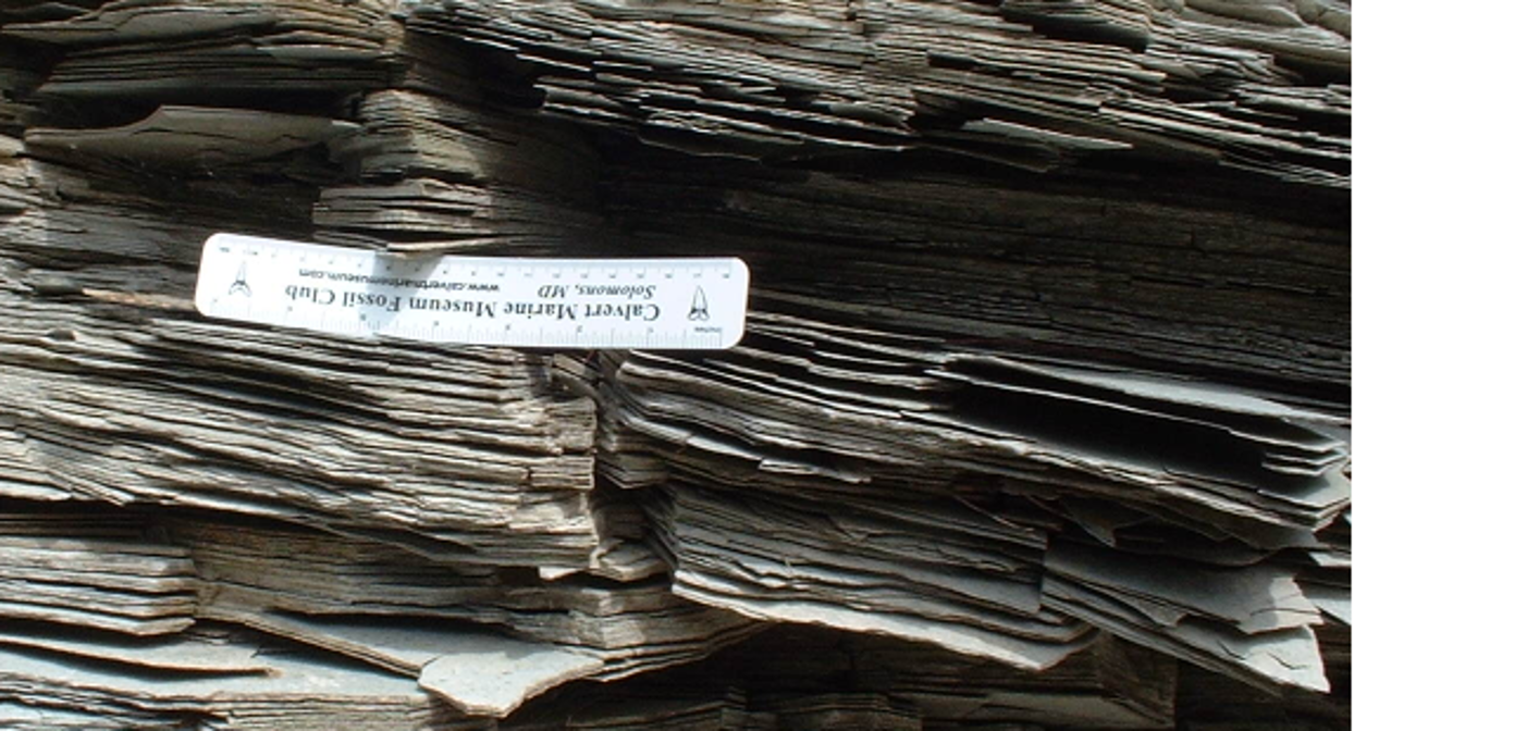 The very thin fossiliferous oil shale of thenKishenehn Formation.picture