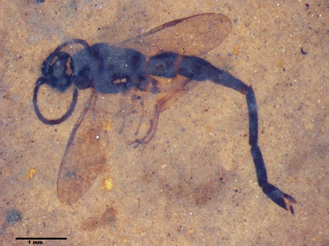 This fossil wasp is one of the most important specimens in the Kishenehn Formation collection.Picture