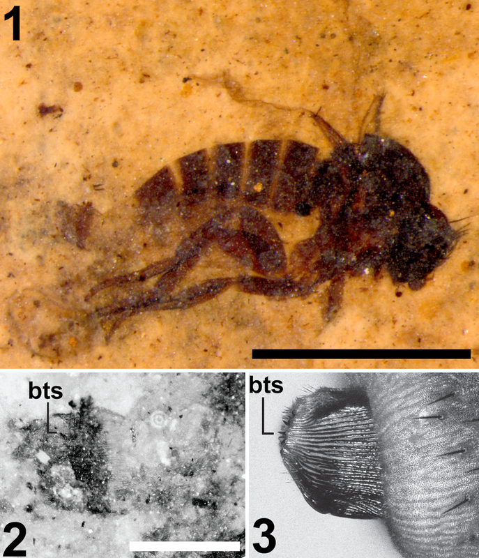 Genitalic morphology is exceedingly important in the study of fossil insects.Picture