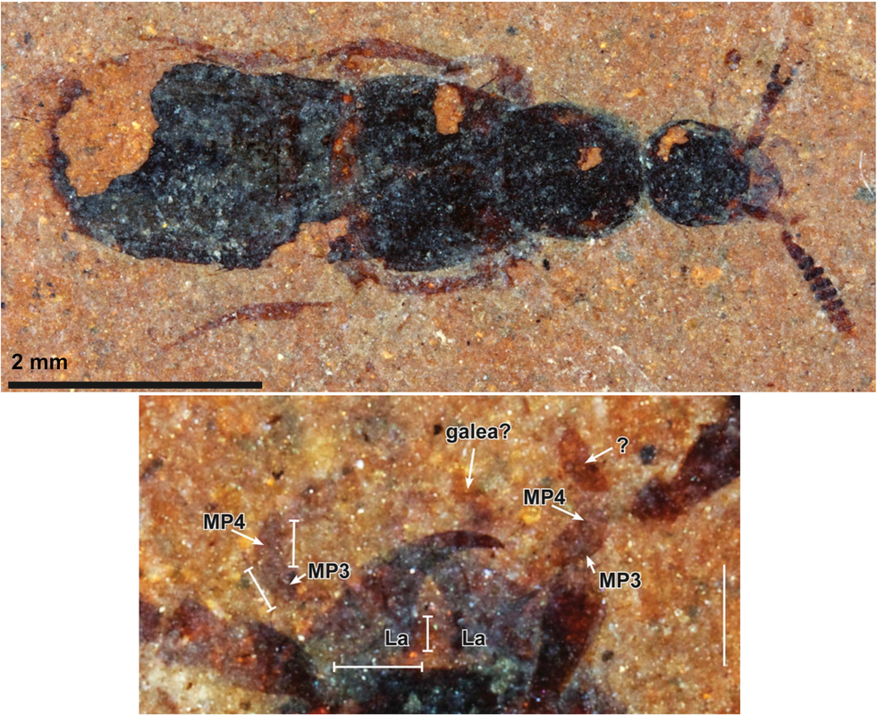 This fossil insect is a rove beetle, a group characterized by very short outer wings.Picture