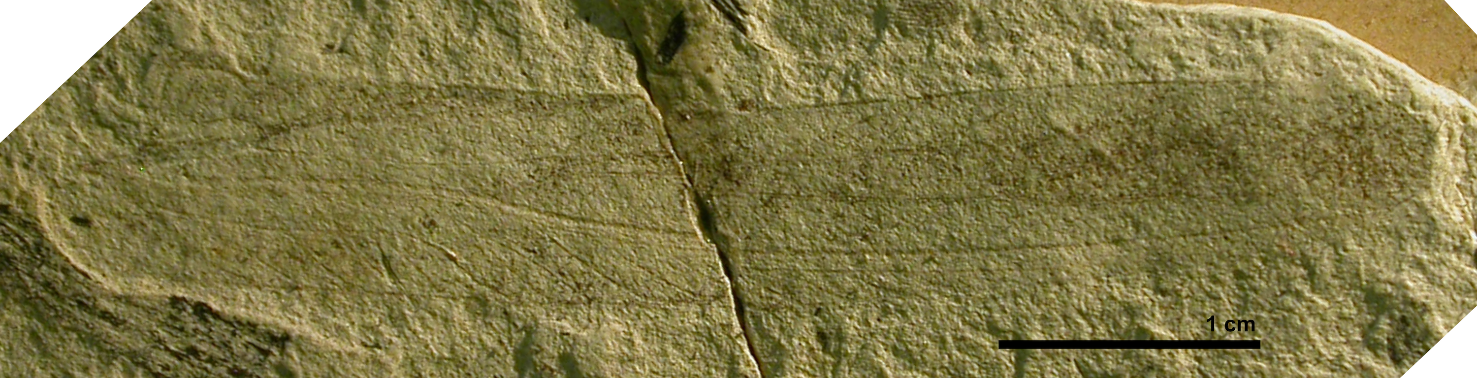 This fossil katydid was collected in Europe.Picture