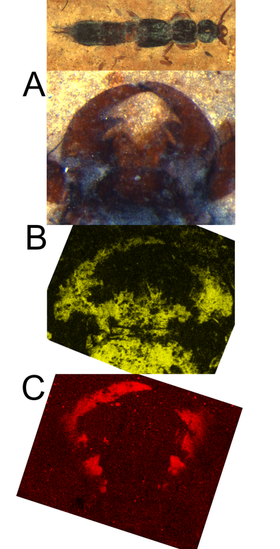 Images of  a fossil beetle mandible and its elemental analysis. B) localizes the element carbon; C) localizes the metal zinc - used by insects to strengthen their jaws.picture